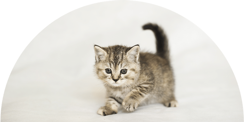 A small gray tabby kitten with blue eyes is walking forward on a white background, looking directly at the camera with its tail raised.