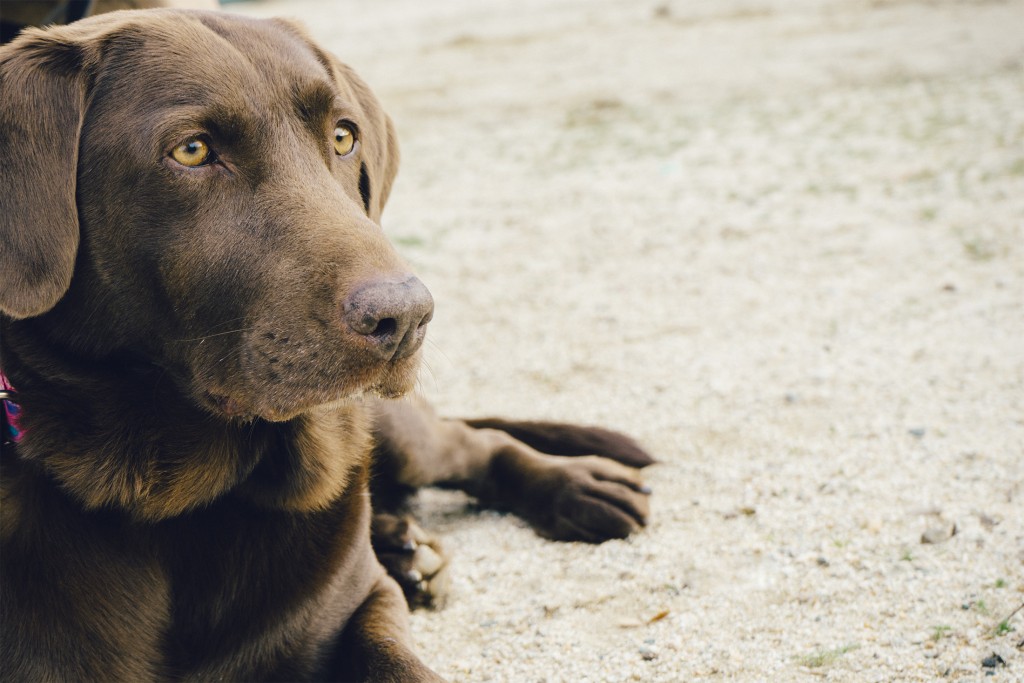brown dog sitting on floor