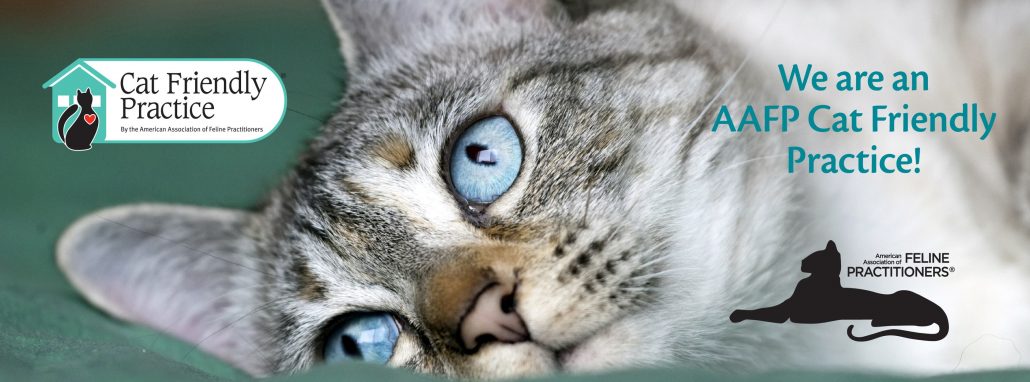 cat lie on floor looking up