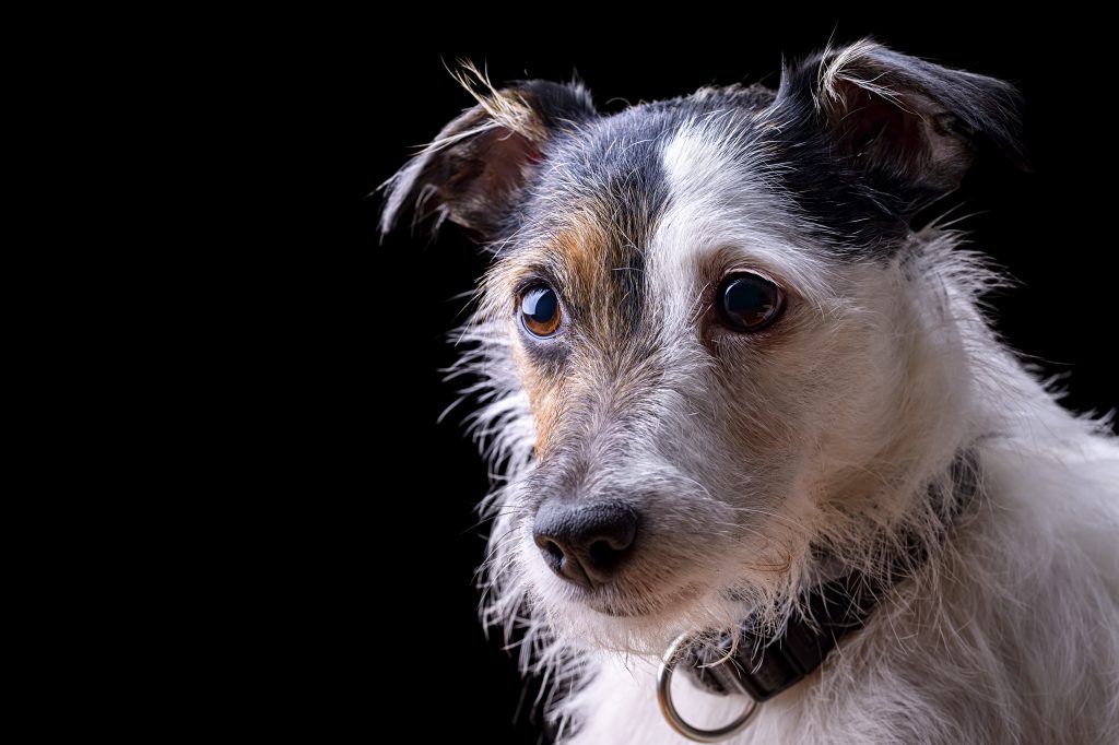 portrait of female jack russell terrier on black background
