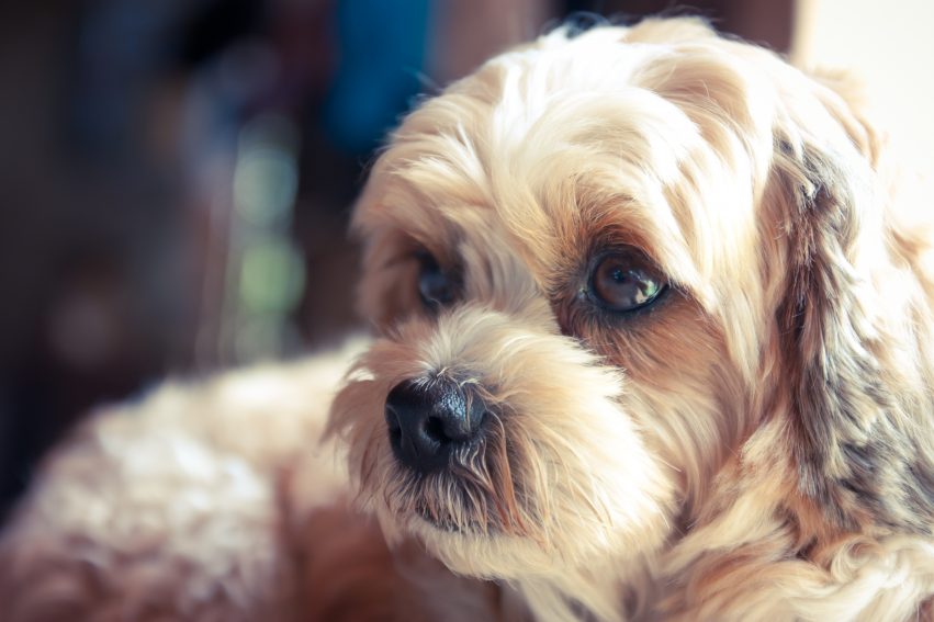 Portrait of a beautiful dog