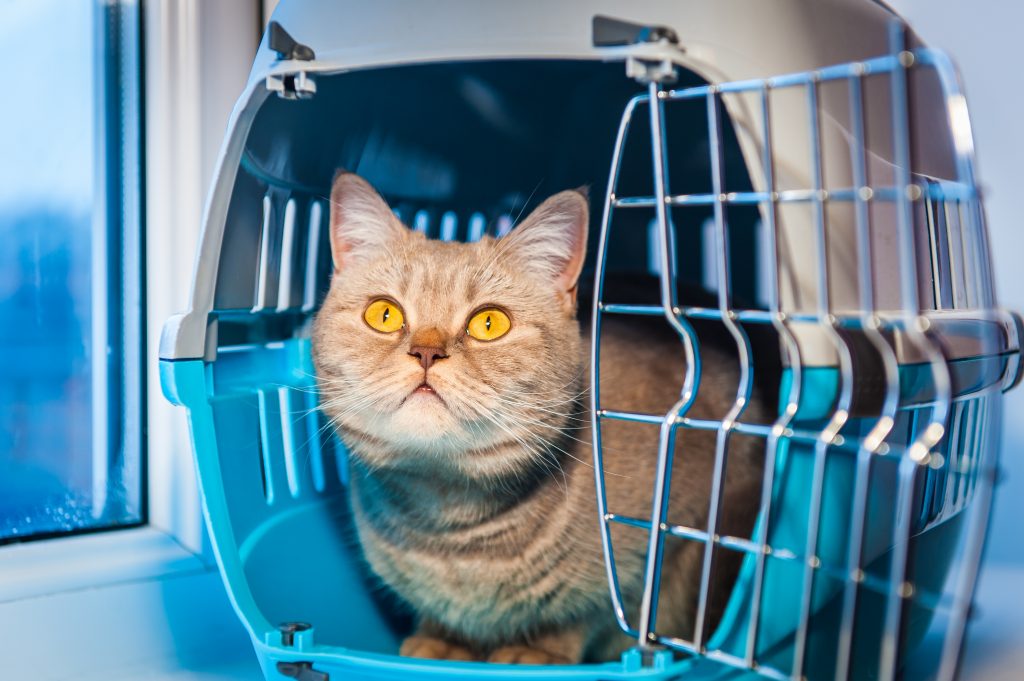 www.loyal-companions.com