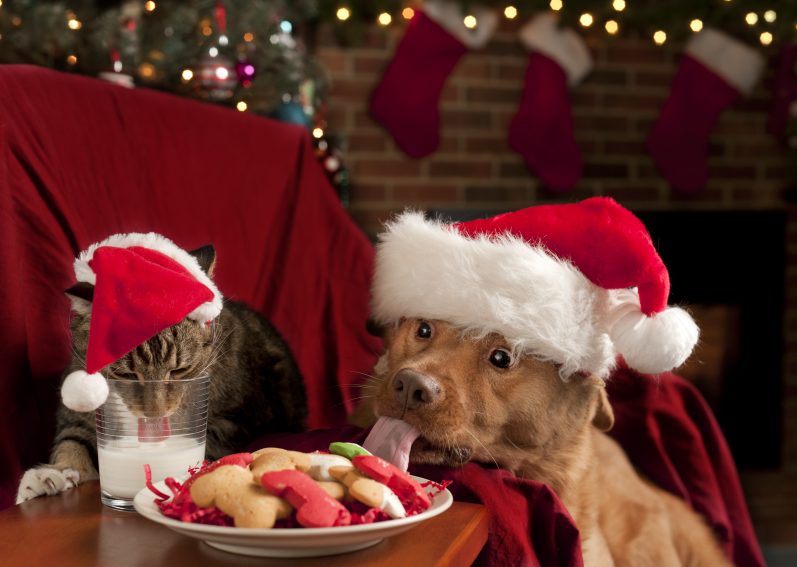 Cat and Dog eating and drinking Santa's cookies and milk.