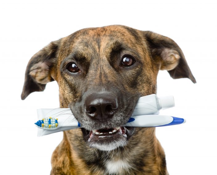 Dog with a toothbrush on a white background