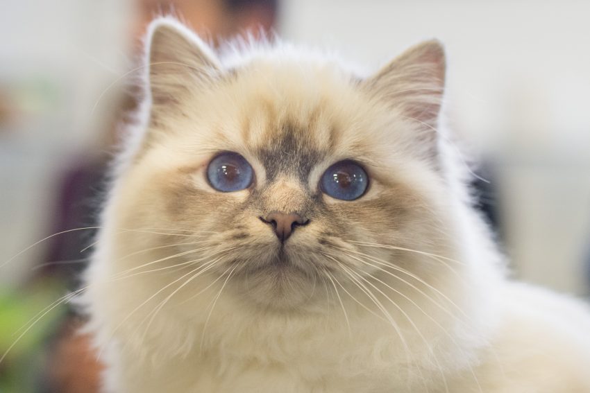 Birmania cat close up portrait looking at you