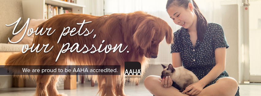 aaha accreditation