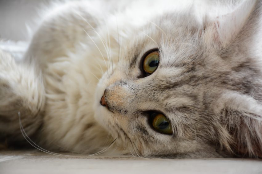 Young Maine Coon cat lie on floor