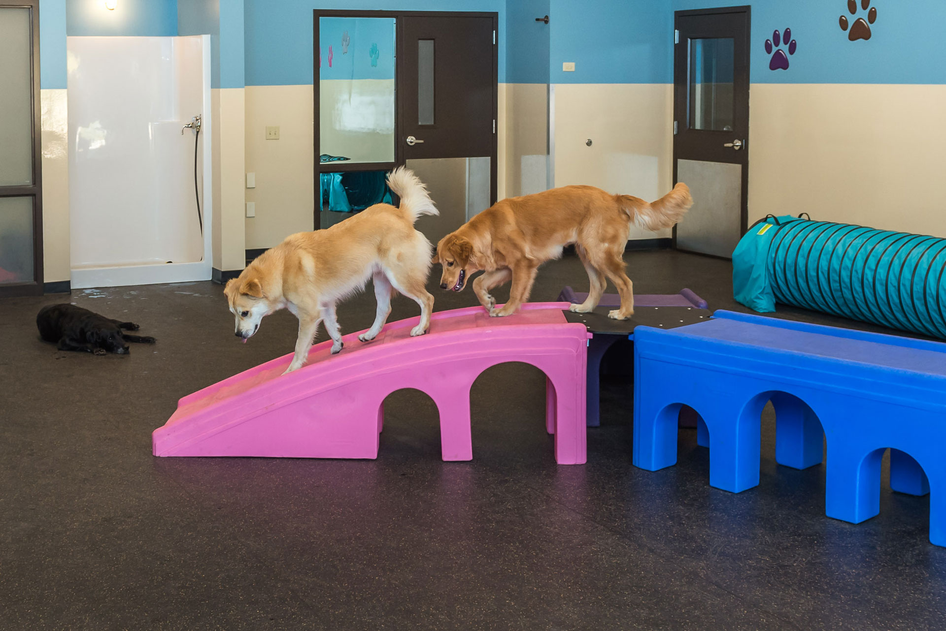 dogs walking on boxes