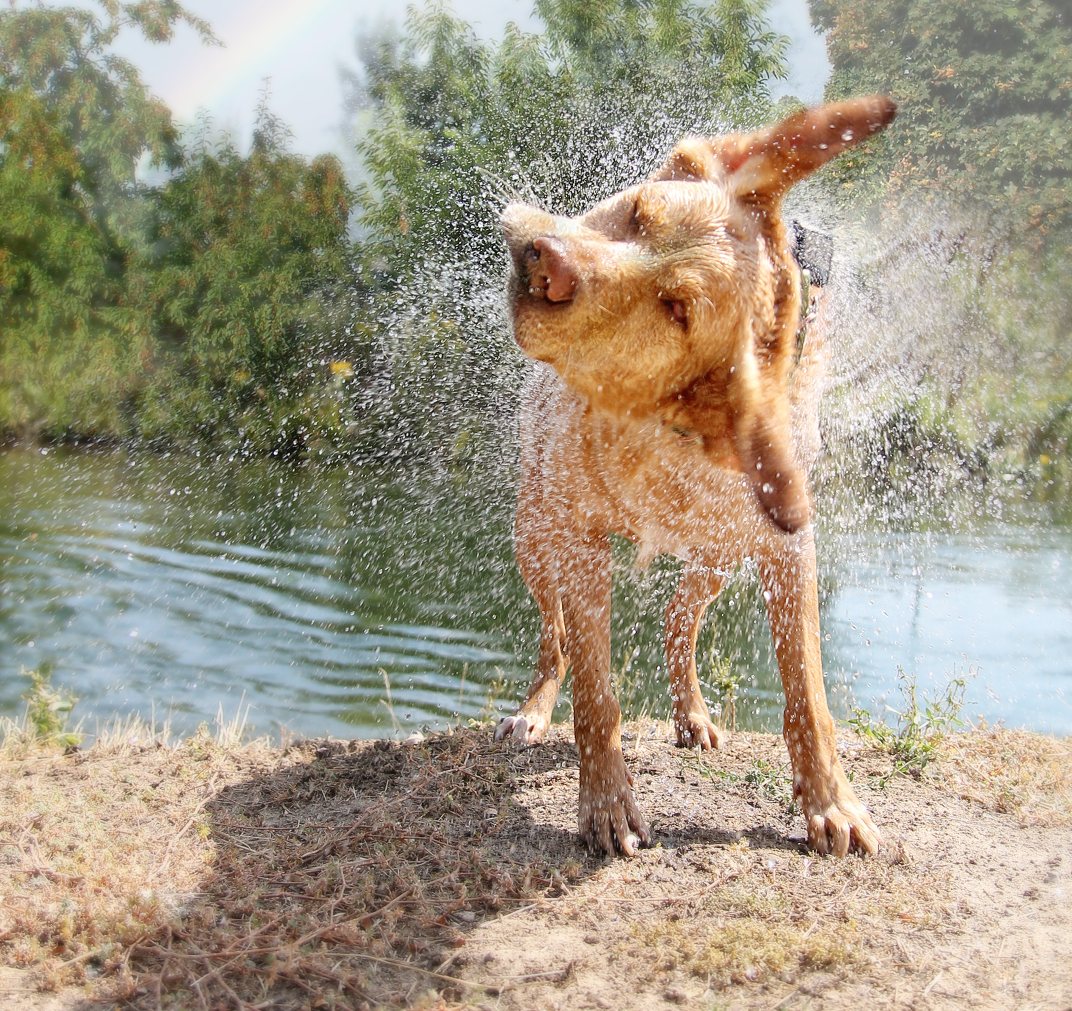a lab mix shaking off water after swimming in a local river