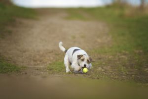 beautiful and fun young parson russel terrier dog jack russel terrier puppy jump und running
