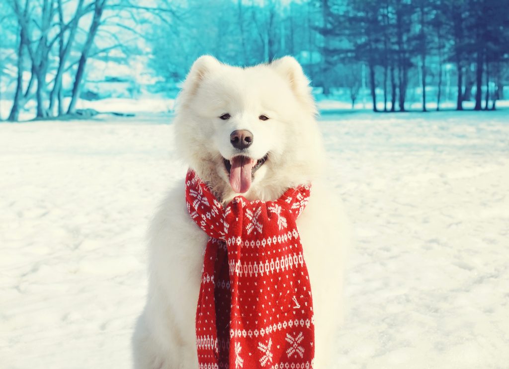 www.loyal-companions.com