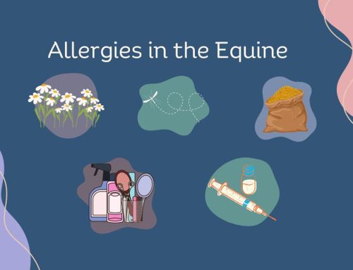 Allergies in the Equine