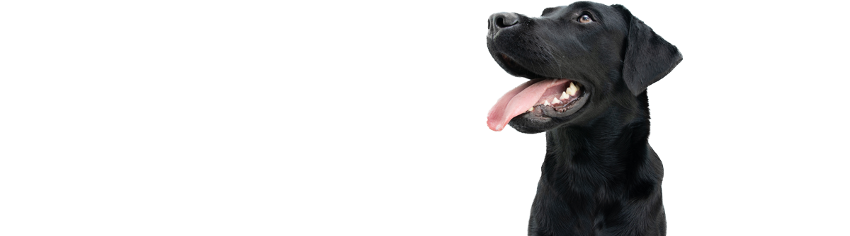 canine_requirementsbottom_bg