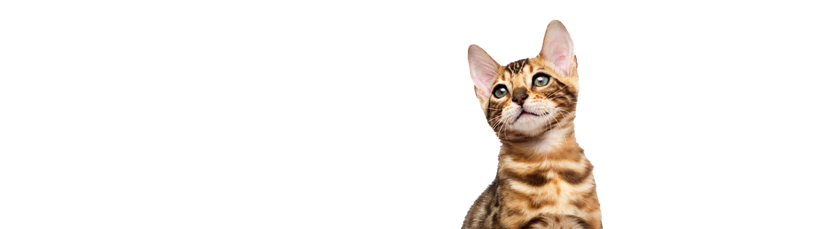 feline_requirements_bottom_bg