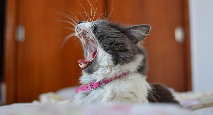 Meow