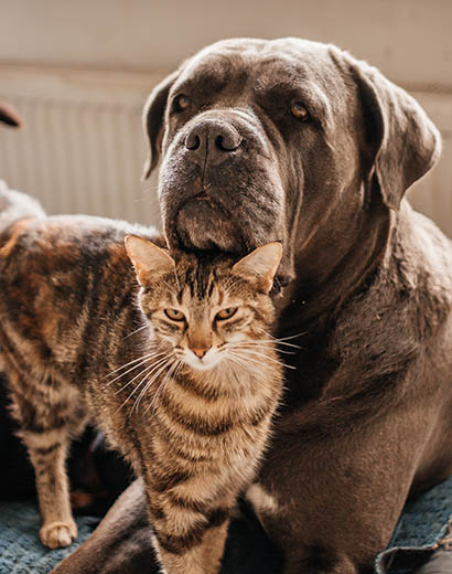 Big,Dog,Cane,Corso,And,Cat,Are,Friends
