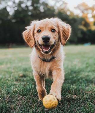 A,Golden,Retriever,Puppy,Is,Walking,In,A,Green,Grass